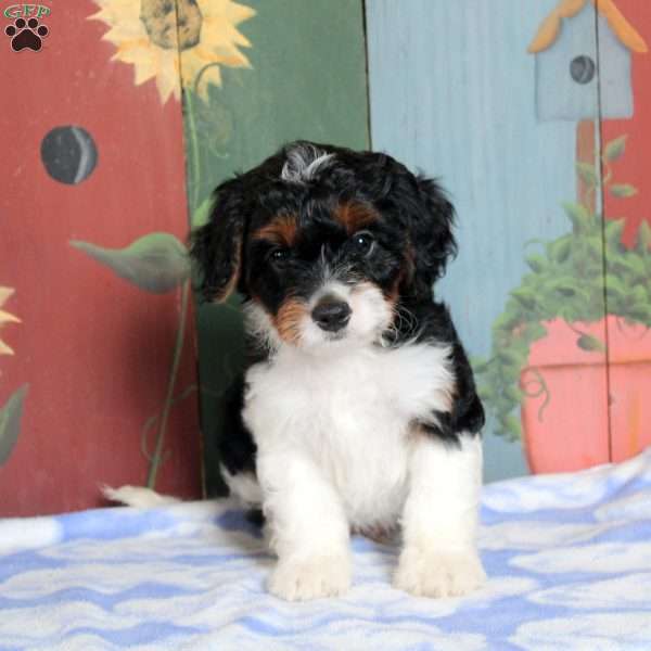 Neil, Cavapoo Puppy