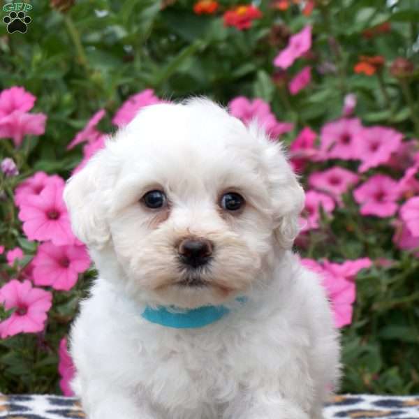 Neil, Teddy Bear Puppy