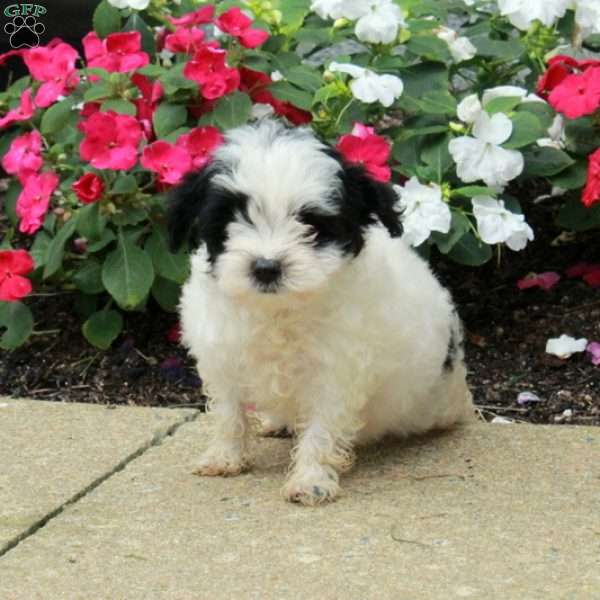 Nellie, Yorkie Poo Puppy