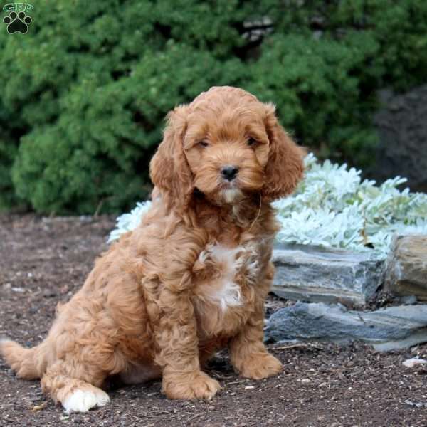 Nellie, Cockapoo Puppy