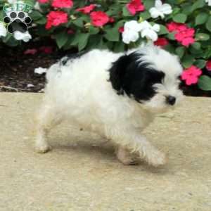 Nellie, Yorkie Poo Puppy