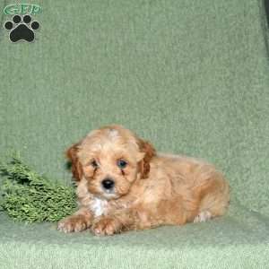 Nelly, Miniature Poodle Mix Puppy