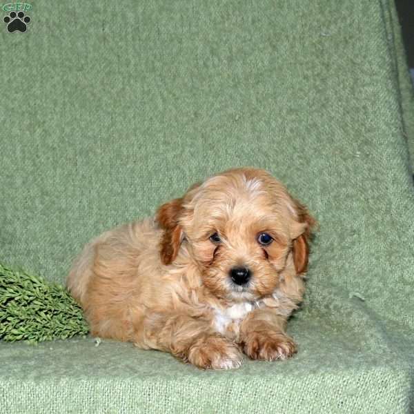 Nelly, Miniature Poodle Mix Puppy