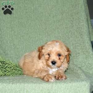Nelly, Miniature Poodle Mix Puppy