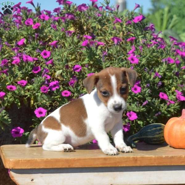 Nelson, Jack Russell Terrier Puppy