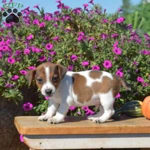 Nelson, Jack Russell Terrier Puppy