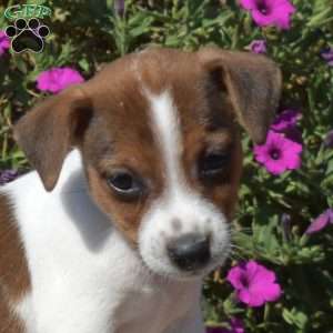 Nelson, Jack Russell Terrier Puppy