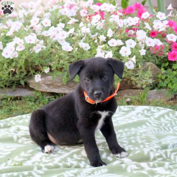 Neptune, Labrador Mix Puppy