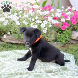 Neptune, Labrador Mix Puppy