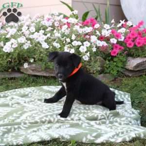 Neptune, Labrador Mix Puppy