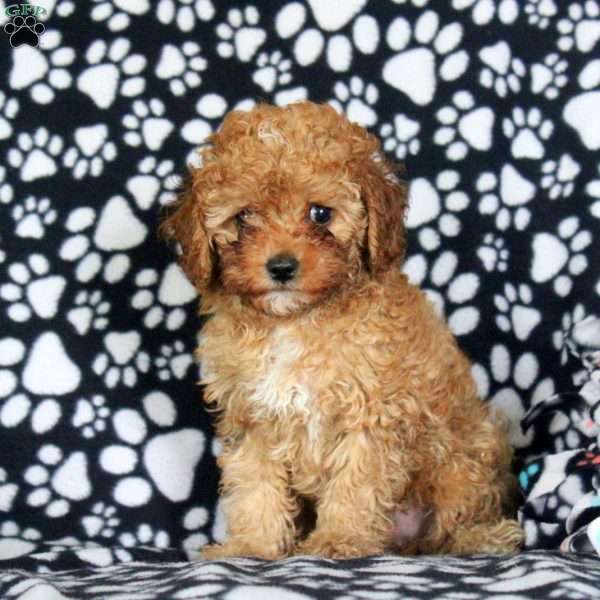 Nick, Cavapoo Puppy