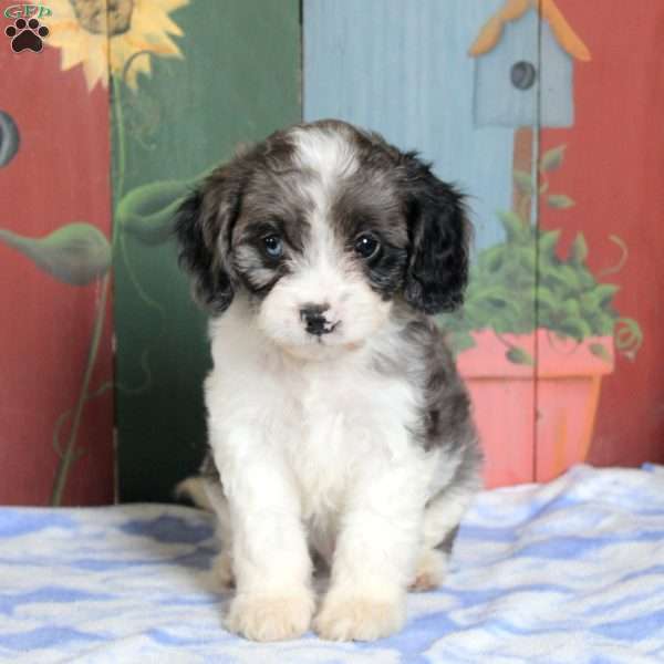 Nick, Cavapoo Puppy