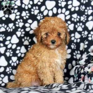 Nick, Cavapoo Puppy