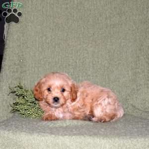 Nick, Miniature Poodle Mix Puppy