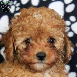 Nick, Cavapoo Puppy