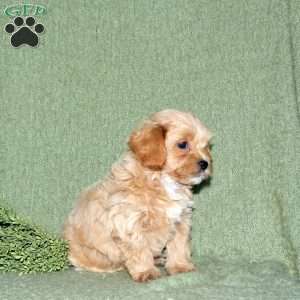 Nick, Miniature Poodle Mix Puppy