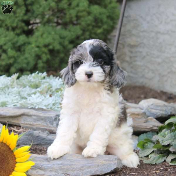 Nicki, Cockapoo Puppy