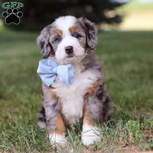 Nico, Mini Bernedoodle Puppy
