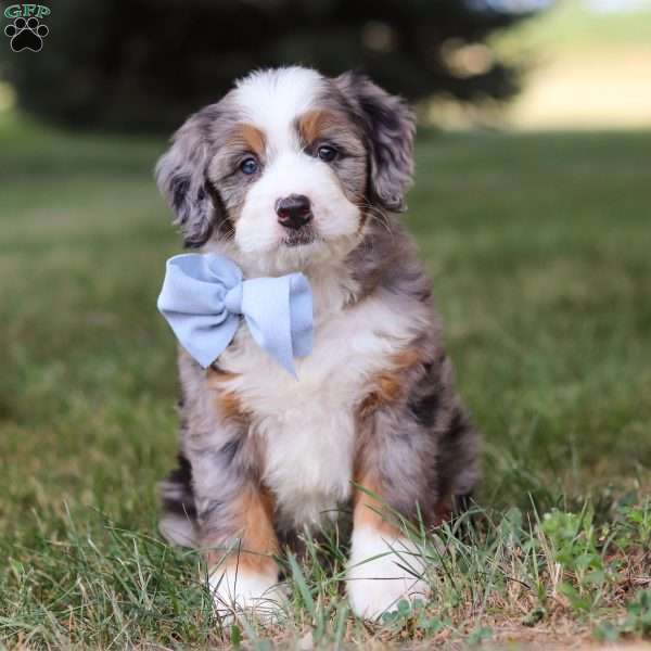 Nico, Mini Bernedoodle Puppy