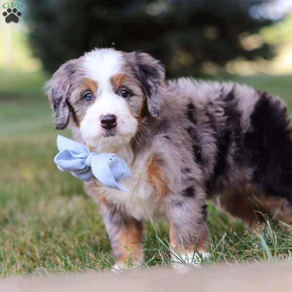 Nico, Mini Bernedoodle Puppy