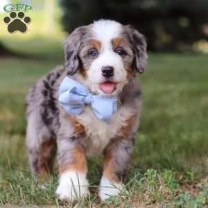 Nico, Mini Bernedoodle Puppy