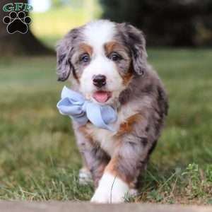 Nico, Mini Bernedoodle Puppy