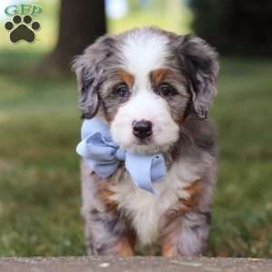Nico, Mini Bernedoodle Puppy