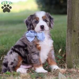 Nico, Mini Bernedoodle Puppy