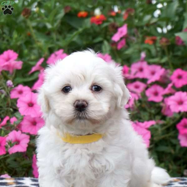 Nigel, Teddy Bear Puppy