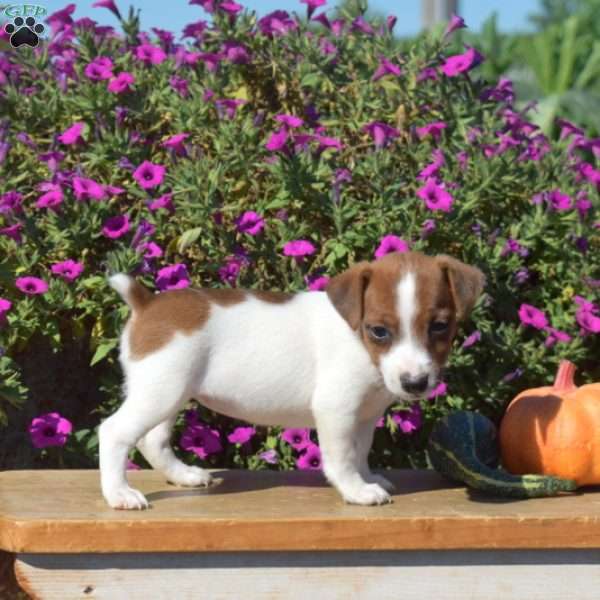 Nillie, Jack Russell Terrier Puppy