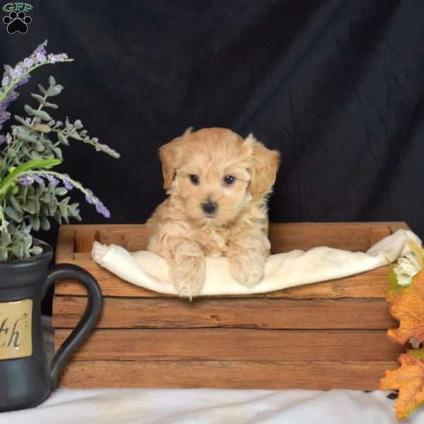 Nillie, Maltipoo Puppy