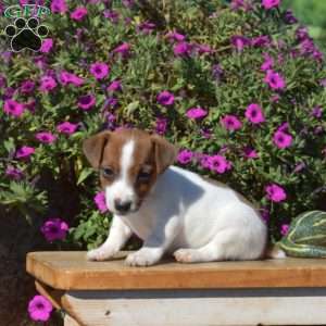Nillie, Jack Russell Terrier Puppy