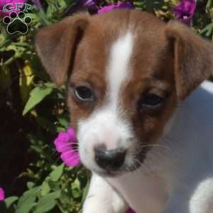 Nillie, Jack Russell Terrier Puppy