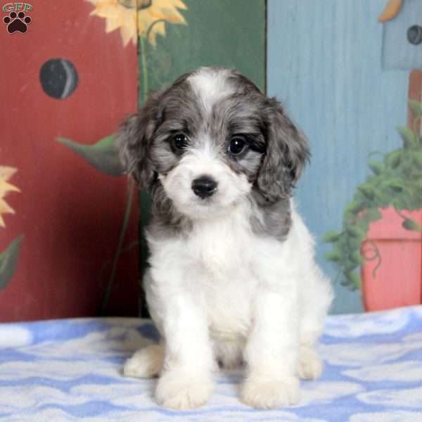 Nina, Cavapoo Puppy