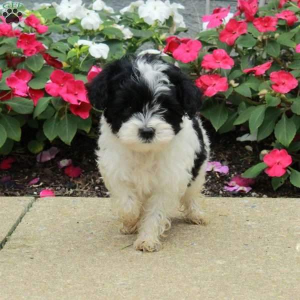 Noah, Yorkie Poo Puppy