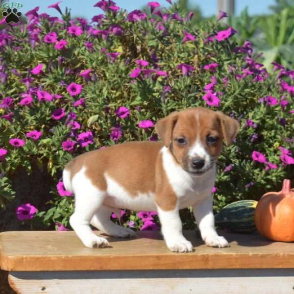 Noah, Jack Russell Terrier Puppy