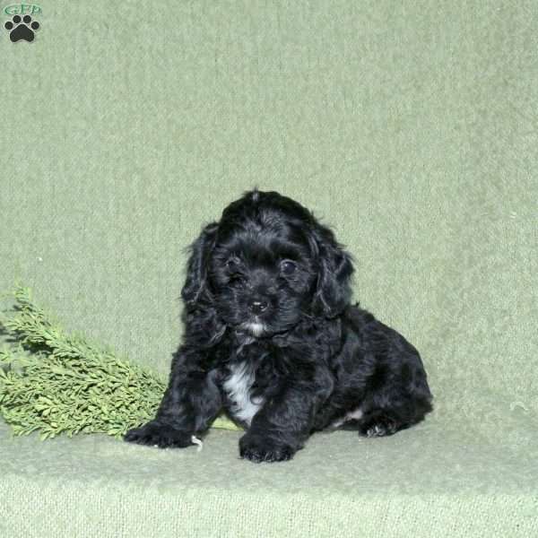 Noah, Miniature Poodle Mix Puppy
