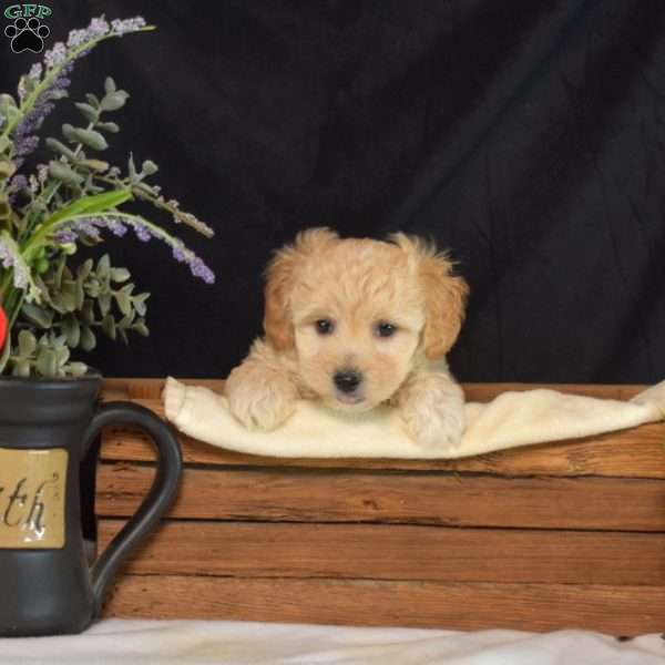 Noah, Maltipoo Puppy