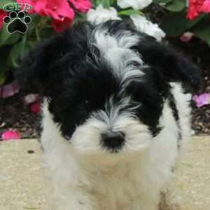 Noah, Yorkie Poo Puppy