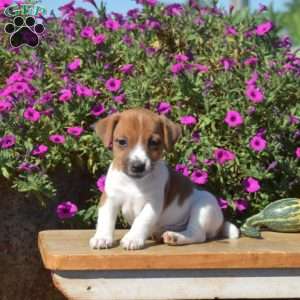 Noah, Jack Russell Terrier Puppy