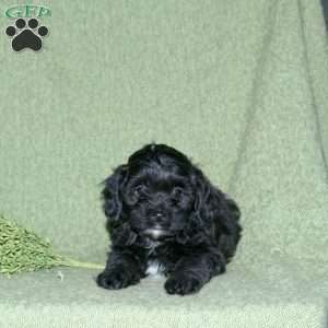 Noah, Miniature Poodle Mix Puppy
