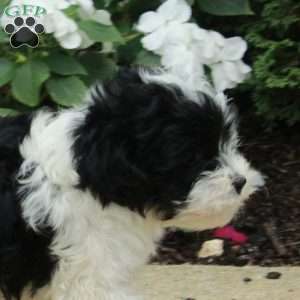 Noah, Yorkie Poo Puppy