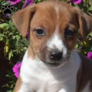 Noah, Jack Russell Terrier Puppy