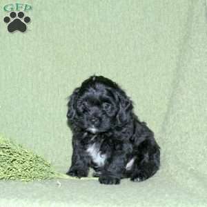Noah, Miniature Poodle Mix Puppy