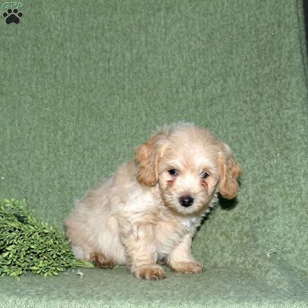 Nolan, Miniature Poodle Mix Puppy
