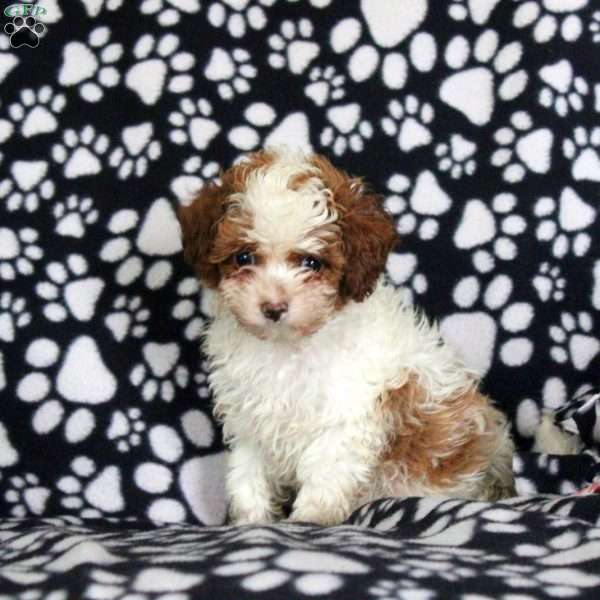 Nolan, Cavapoo Puppy