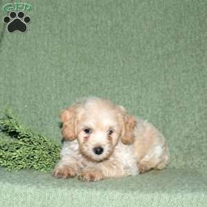 Nolan, Miniature Poodle Mix Puppy