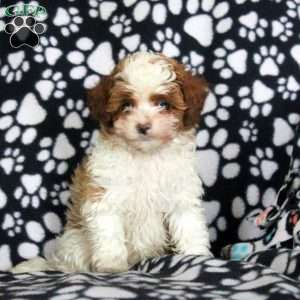 Nolan, Cavapoo Puppy