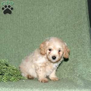 Nolan, Miniature Poodle Mix Puppy