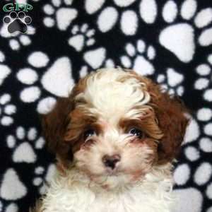 Nolan, Cavapoo Puppy